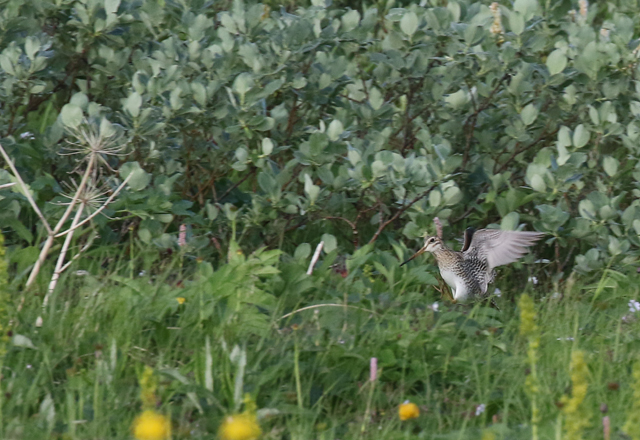 Suippopyrst�kurppa