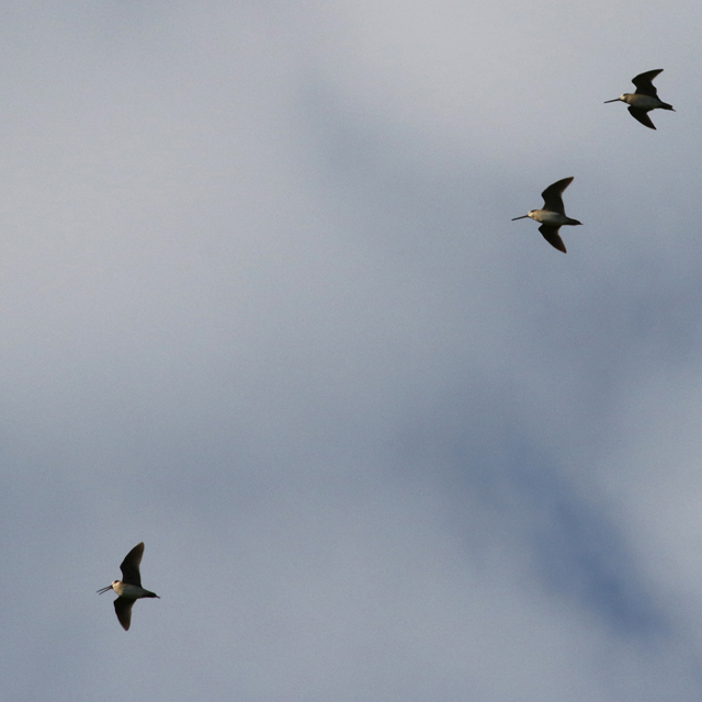 Suippopyrst�kurppa