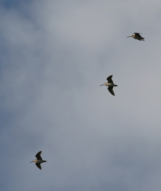 Suippopyrst�kurppa