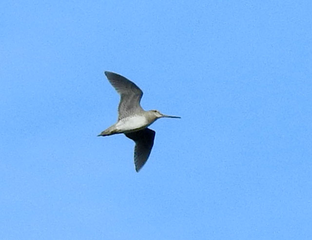 Suippopyrst�kurppa