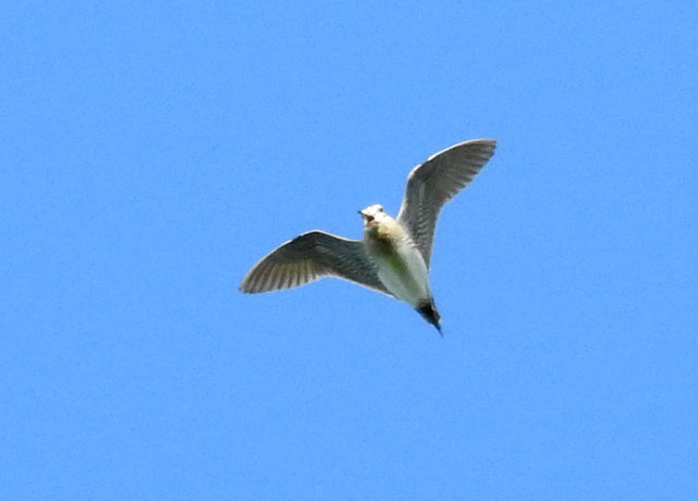 Suippopyrst�kurppa