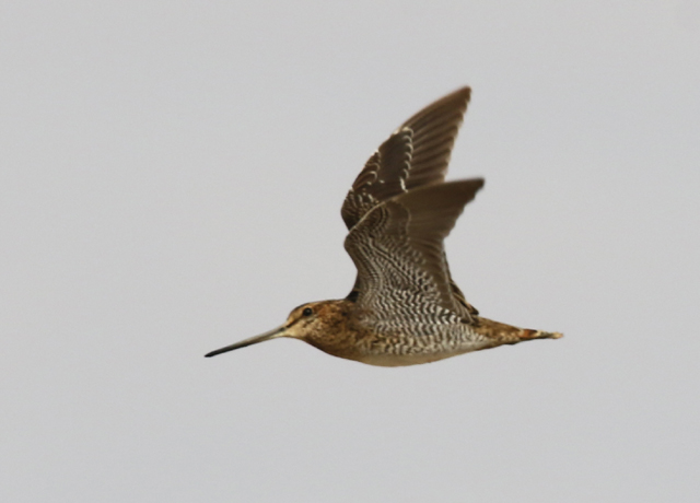 Suippopyrst�kurppa