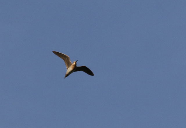 Suippopyrst�kurppa