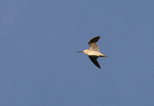 Suippopyrst�kurppa