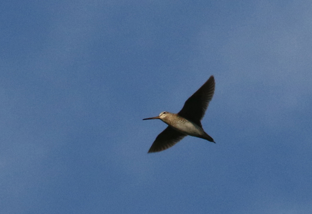 Suippopyrst�kurppa