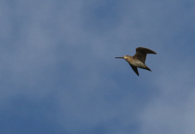 Suippopyrst�kurppa