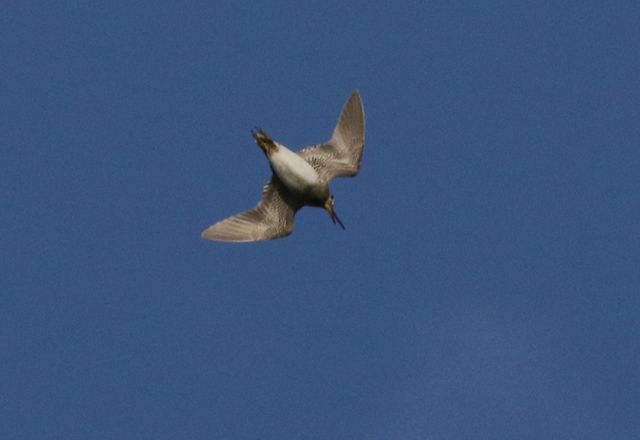 Suippopyrst�kurppa