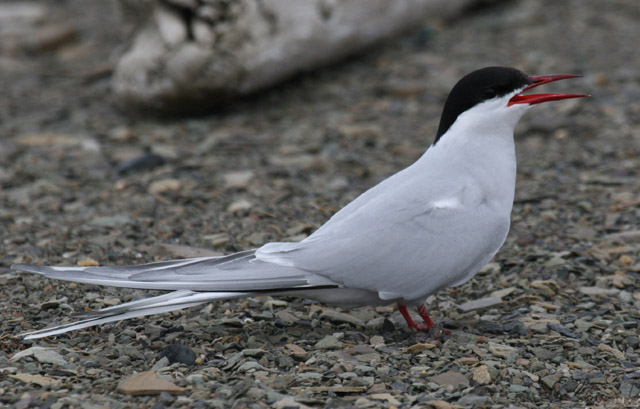 Lapintiira