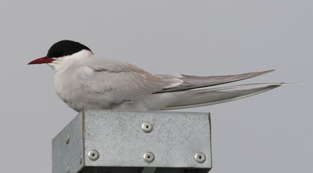 Lapintiira