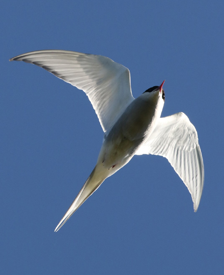 Lapintiira