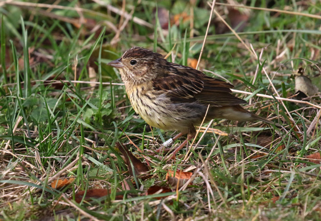 Kastanjasirkku (Emberiza rutila) Chestnut Bunting